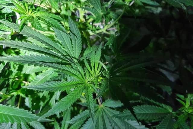 Cannabis plants seized at an address in Mountjoy, Battle.