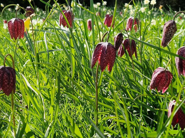 Spring blooms at Sheffield Park and Garden near Haywards Heath