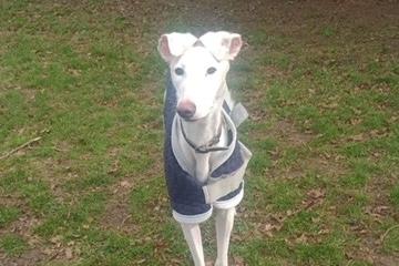 11-month-old Winnie is deaf and needs understanding owners who can be around all of the time for housetraining. She is loving, good with other dogs but cannot live with cats, and can live with children over 10 years old.