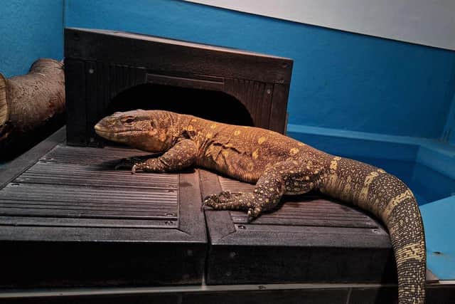 Lucio, an ornate monitor, came to The Reptile Centre extremely overweight nearly two years ago and has been on a strict diet. He is looking for an experienced keeper with a zoo-like enclosure.