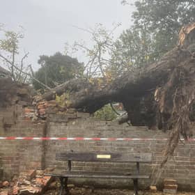 It is hoped that a historic lime tree – brought down during Storm Austen in Crawley – could be commemorated with a memorial or replacement planting. Photo: Richard Symonds