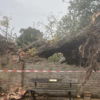 Memorial hope for 300-year-old Crawley tree toppled by Storm Austen