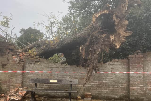 It is hoped that a historic lime tree – brought down during Storm Austen in Crawley – could be commemorated with a memorial or replacement planting. Photo: Richard Symonds