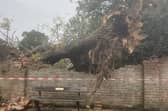 It is hoped that a historic lime tree – brought down during Storm Austen in Crawley – could be commemorated with a memorial or replacement planting. Photo: Richard Symonds