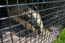 A badger had to be rescued from a storm drain under a driveway this morning.