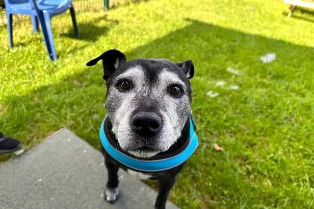 Chance is a sweet older gentleman with a loving nature. He’s currently residing in a temporary foster home but would love to find something more permanent so that he could fully settle into his new routine. His ideal home would be somewhere quiet and peaceful, where he could relish all the luxuries that his retirement years have to offer. Chance does still enjoy his walks but can only manage shorter potters a few times a day, so a garden of his own is essential for regular outdoor relaxation. The youngest members of his family should be of secondary school age, and he could possibly live with another dog of a similarly calm character to his own. However, he is unable to live with any cats, house rabbits, or guinea pigs. Chance has experienced lots of change in his later life, and because of this, he finds it challenging when left alone. A family who are always around to keep him company would be ideal. Chance does have a few medical needs, which can be discussed with potential adopters in more detail.