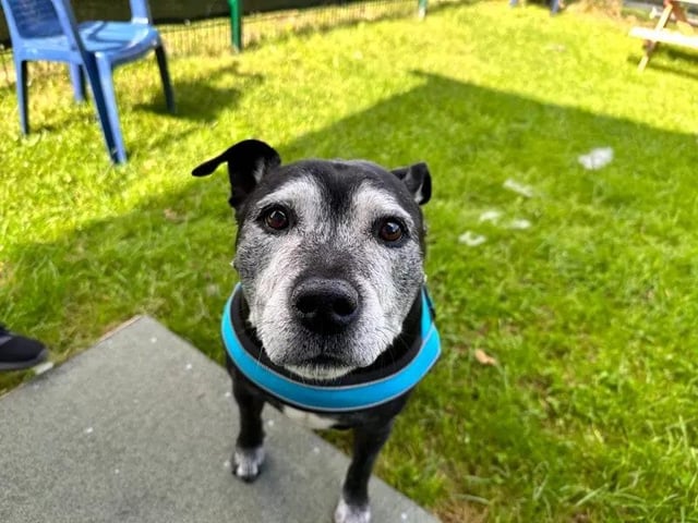 Chance is a sweet older gentleman with a loving nature. He’s currently residing in a temporary foster home but would love to find something more permanent so that he could fully settle into his new routine. His ideal home would be somewhere quiet and peaceful, where he could relish all the luxuries that his retirement years have to offer. Chance does still enjoy his walks but can only manage shorter potters a few times a day, so a garden of his own is essential for regular outdoor relaxation. The youngest members of his family should be of secondary school age, and he could possibly live with another dog of a similarly calm character to his own. However, he is unable to live with any cats, house rabbits, or guinea pigs. Chance has experienced lots of change in his later life, and because of this, he finds it challenging when left alone. A family who are always around to keep him company would be ideal. Chance does have a few medical needs, which can be discussed with potential adopters in more detail.