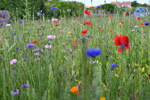 Wildflowers are flourishing in the towns and villages of the Lewes District