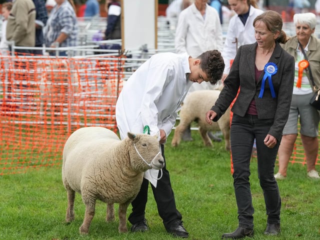 Findon Sheep Fair 2026
