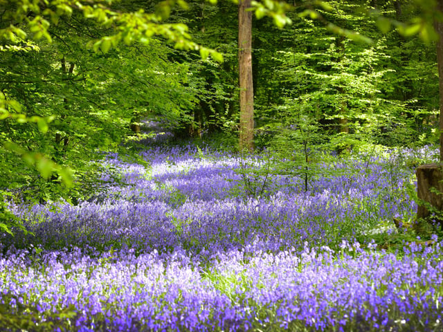 Arlington Bluebell Walk 2022 at Bates Green Farm, Tye Hill Road.
