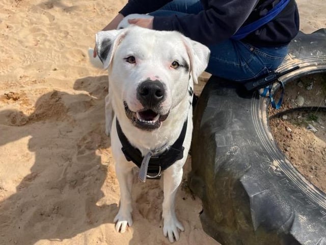 Ernie is a sweet boy who enjoys being around people, having cuddles and exploring. The RSPCA has limited history on the pup but he has shown himself to be an affectionate sociable dog. However, Ernie can find new things and environments quite scary so is looking for patient adopters who can continue his positive reward based training to engage with him, build his confidence and show him that the world's not such a scary place. He is a fun and active young dog who can be quite boisterous and would benefit from training so that he can develop into a well mannered boy. Due to this, Ernie would be best suited to an adult only home with a secure large sized garden. He would also benefit from people who are around most of the time due to him preferring companionship and the time he needs to create a strong bond with his adopters.