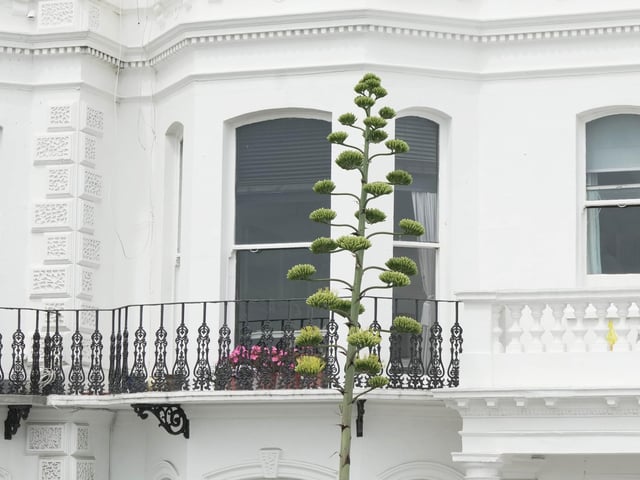 Like something out of the Triffids, this stunning agave is turning heads on Worthing seafront