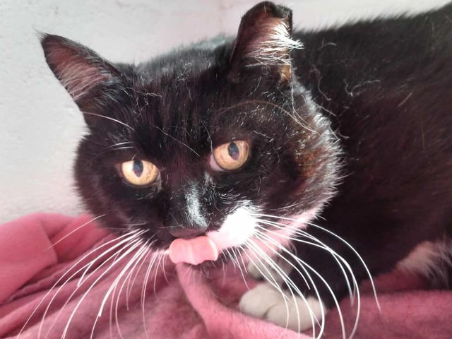 Seven-year old Arnold arrived as a stray in dire need of medical attention. He was a bit grumpy at first, but once he had some dental work done he became a different cat, much more happy and relaxed. He is shy at first, but once he settles he is very friendly and loves attention, and his food! Arnold could live with older children in a home without other pets.