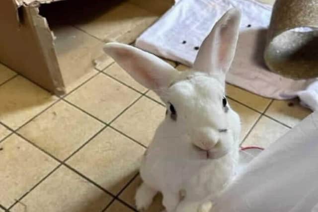 Owners are being urged by the RSPCA to neuter their pets to help control a surge in unwanted rabbits that need rehoming from animal rescue centres, after the number of rabbits coming into the charity's care increased by a shocking 48 per cent.