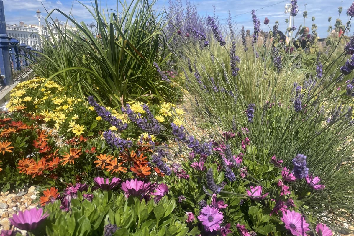 'Future of Eastbourne's Carpet Gardens is hanging in the balance' ...