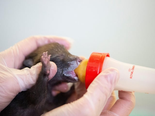 Fox cub being fed at the wildlife hospital