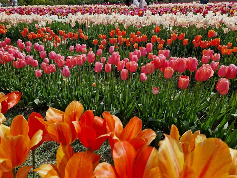 Tulleys Tulip Fest celebrates the arrival of spring with 1.5 million blooms in the fields