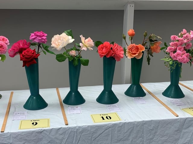 Romantic roses