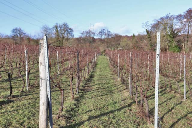 Foxhole Vineyard near Bolney is on sale through agents Savills for £690,000