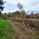 Recently Laid Hedge at Southwater Country Park
