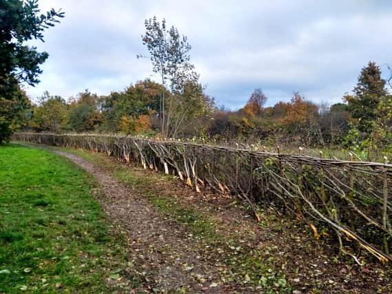 Recently Laid Hedge at Southwater Country Park