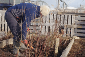 Eastbourne Borough Council looking for volunteers for new tree planting project.