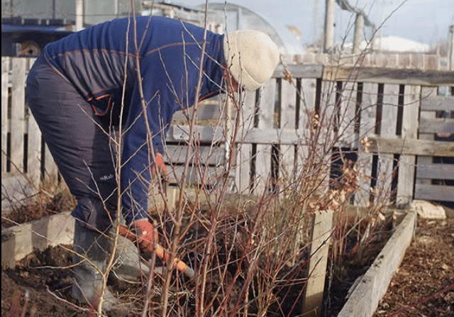 Eastbourne Borough Council looking for volunteers for new tree planting project.