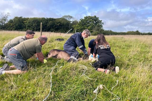 Buck rescued by local charity after getting its antlers tangled in an ...