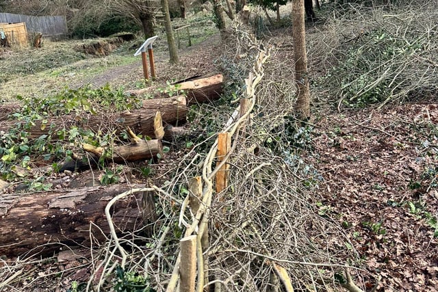 The grounds team from Haywards Heath Town Council used traditional hedge laying techniques at the wildlife nature walk near Haywards Heath Cemetery this spring. Pictured in winter
