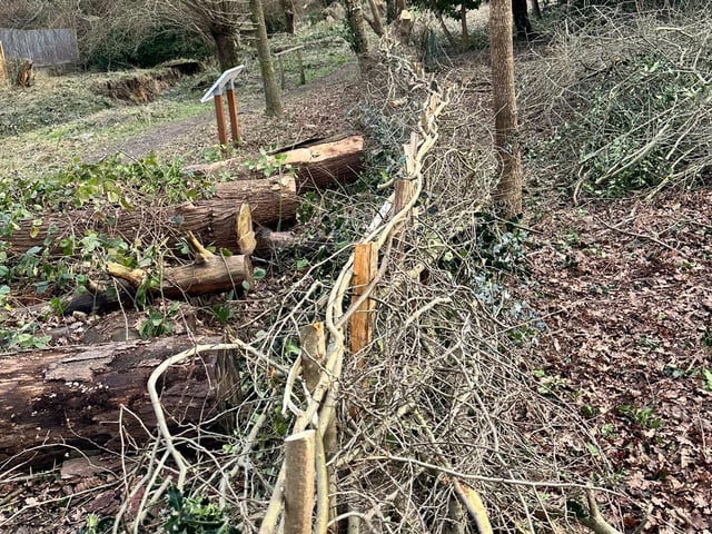 The grounds team from Haywards Heath Town Council used traditional hedge laying techniques at the wildlife nature walk near Haywards Heath Cemetery this spring. Pictured in winter