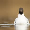 Black headed gull. Photo: Ben Andrew / RSPB / the Press Association