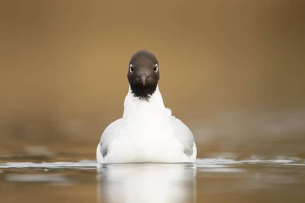 Black headed gull. Photo: Ben Andrew / RSPB / the Press Association