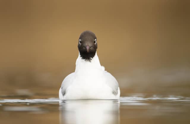 Black headed gull. Photo: Ben Andrew / RSPB / the Press Association