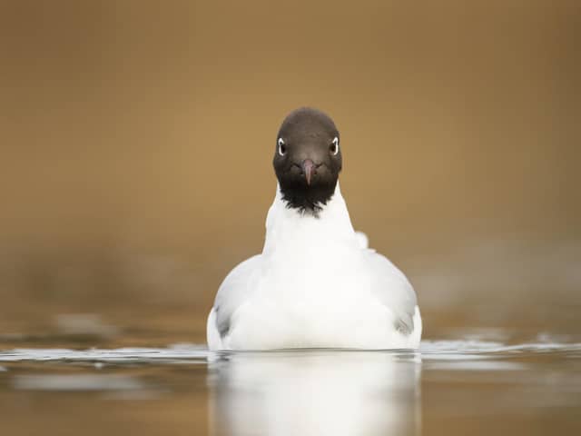 Black headed gull. Photo: Ben Andrew / RSPB / the Press Association
