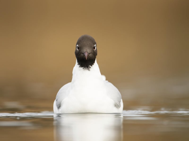 Black headed gull. Photo: Ben Andrew / RSPB / the Press Association