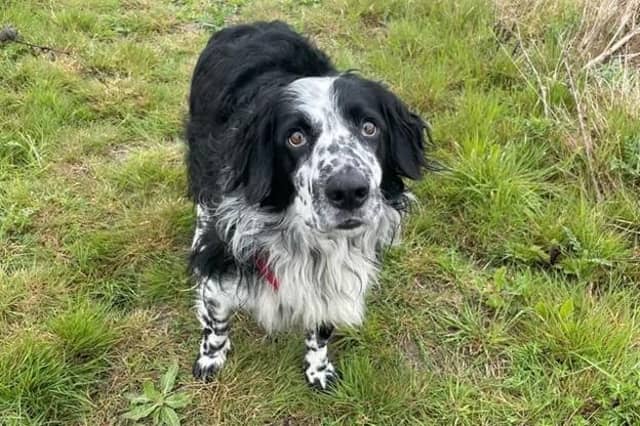 Tex has a calm sensitive nature, he enjoys gentle fusses from his favourite friends and will show you his affection by nuzzling into your hand. His ideal home is a peaceful environment with a garden to call his own and adopters who are able to build up any time he spends alone very gradually. Tex walks beautifully on the lead and really enjoys his walks in the countryside, where he can have a good sniff around. Dogs can be a little worrying for him so he much prefers quieter walking areas. However, he travels very well in the car so finding new places to explore together is no problem for him.