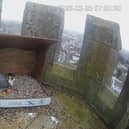 An early Easter egg for the Peregrine falcons