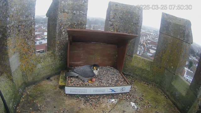 An early Easter egg for the Peregrine falcons