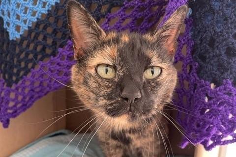Winnie is a very popular resident in the cattery with staff and volunteers alike. Wadars said she is quite a character - she loves to hide under her favourite blanket and make staff double-check that she is actually in her pen! She has a very calm nature and is best described as a ‘vocal sweetheart’ who makes sure that everyone knows if she feels she has not received enough love for the day. Unfortunately, like many older cats, Winnie does have kidney disease, but the condition is currently controlled through her diet, and for now she does not require any medication. She is doing really well on this diet and is currently stable, but she may well may need extra vet visits in the future. Potential adopters can speak to the rescue for further information before applying to adopt if they would like.