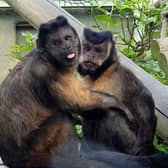 Junior, a Capuchin monkey, passed away at the park in Polegate at the age of 27 following 14 years of staying at the zoo. Picture: Drusillas Park