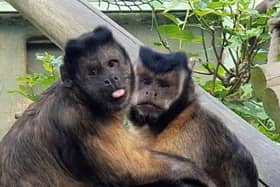Junior, a Capuchin monkey, passed away at the park in Polegate at the age of 27 following 14 years of staying at the zoo. Picture: Drusillas Park