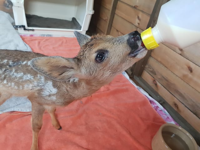 A fawn at the Sidlesham wildlife hospital