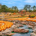The new Pumpkin Valley at Tulleys Pumpkin Festival. Picture courtesy of Tulleys