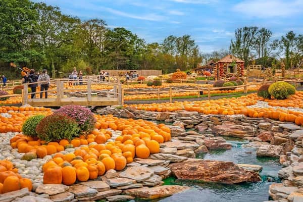 The new Pumpkin Valley at Tulleys Pumpkin Festival. Picture courtesy of Tulleys