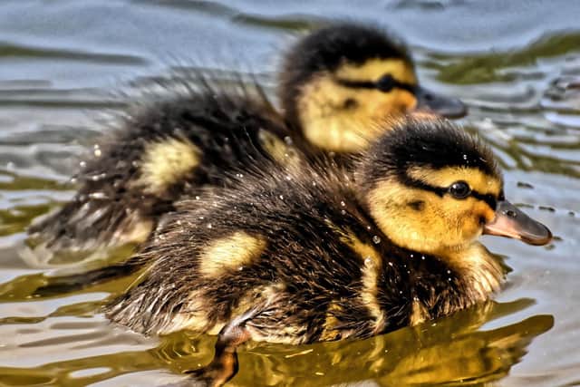A lost duck and her 12 ducklings were guided through Horsham town centre to safety in Horsham Park's pond
