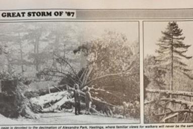 Damage to trees in Alexandra Park