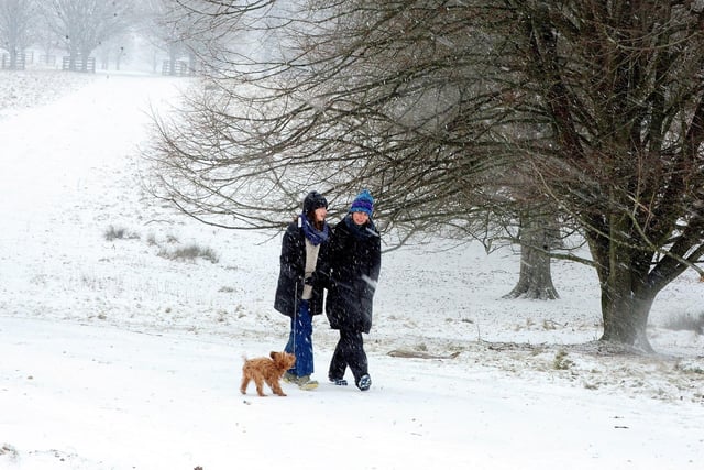 A snowy dog walk in Petworth Park