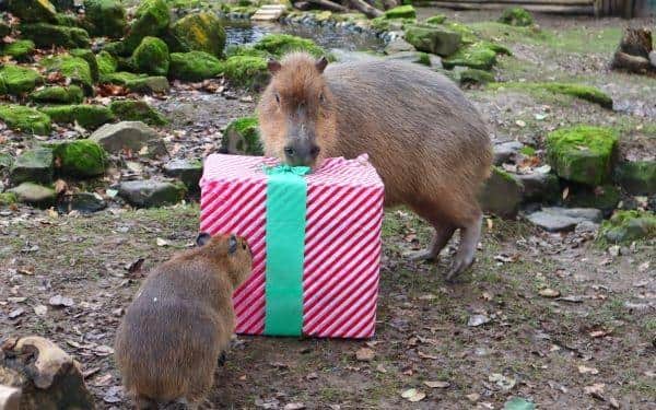 The animals at Drusillas Zoo Park in Sussex must have been extra good this year, as Santa decided to deliver them a selection of paw-some Christmas presents ahead of schedule. Picture: Drusillas