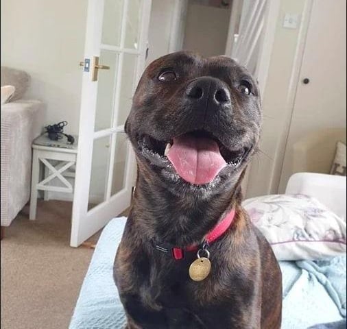 Xena has been described by Arundawn as 'the sweetest and gentlest dog'. She can be reactive to other dogs but this is fear-based - she has has a difficult and 'unsettled' time recently, the rescue said. Due to this, she may not be able to live with another dog, unless the resident dog was a young male and well-suited. The rescue added: "This dog is simply gorgeous and in the right home will shine - she deserves a chance."