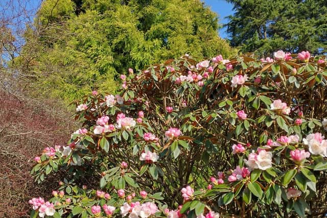Rhododendron pachysanthum pictured in bloom this week at Leonardslee Lakes and Gardens